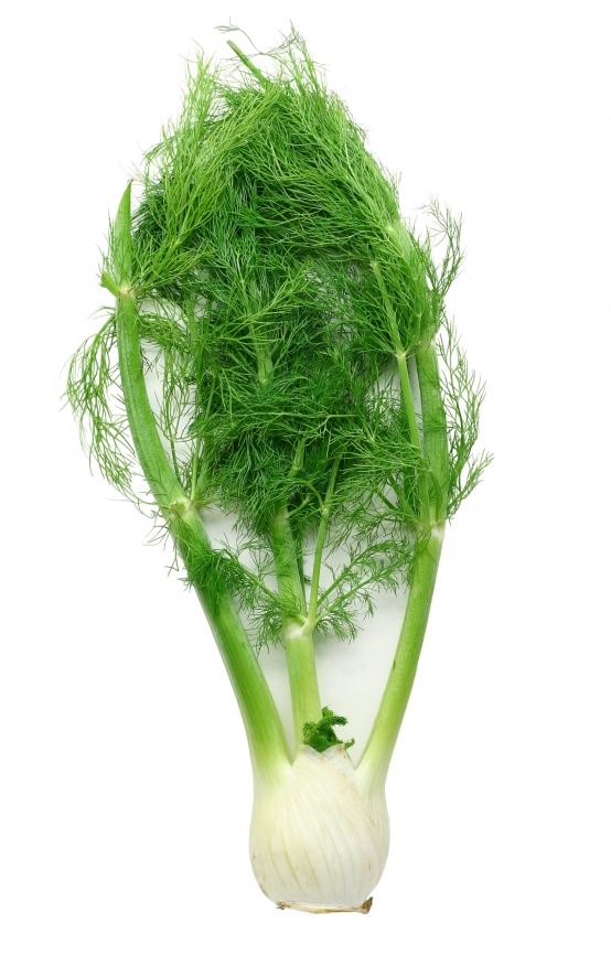 fennel