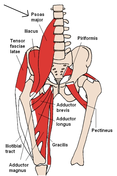 psoas anatomy pic